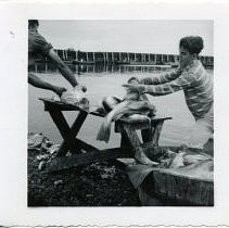 Spy Pond fish stocking