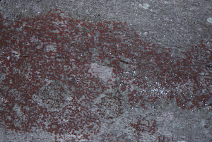 Nectria infection (red) and beech scale insect infestation (white) on American beech.