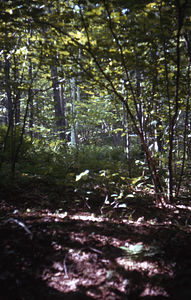 Red oak and paper birch in Permanent Plot 0710