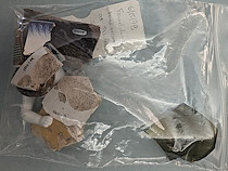 Sherd