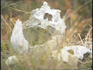 Tales of the Tundra, Cemetery Skull
