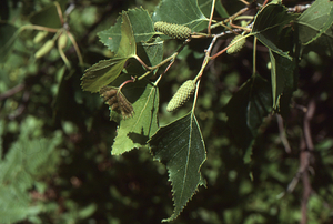 Grey birch (Betula populifolia) in fruit.