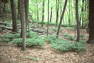 Blue cohosh under sugar maple and white ash canopy in the Beinecke Stand.