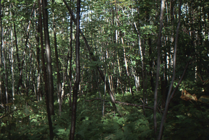 Paper birch regeneration study - Birch Strips. Cut strip 1.0 with milacre plot with pin cherry and red maple saplings.