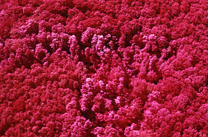 Aerial false color IR image of "Joel Baldwin's Sentry." False Color Infrared/True Color Project.