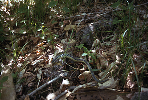 Garter snake (Thamnophis sirtalis) in Hopkins Forest near Taconic Crest.
