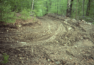 Logging road on Humes woodlot - 1