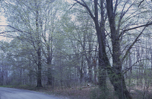 Old sugar maple hedgerow from Northwest Hill Road near bridge over Ford Glen Brook.