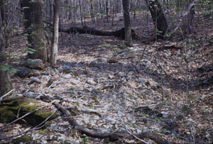 Cellar Hole near the Beinecke Stand just east of Permanent Plot 1043 reference stake.