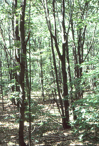 U.S. Dept. Interior Acid Rain, Acid Soils Study. Red maple site, forest trees.