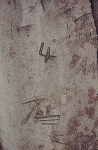 Surveyor's witness tree marks on beech (Fagus grandifolia) in "Central Park" area.
