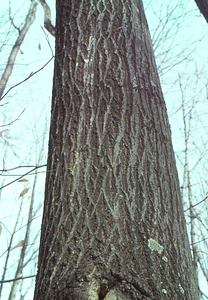 Red oak (Quercus rubra) trunk in Hopkins Forest.