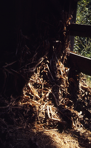 Corn and hay in Moon Barn in the Moon Lot / Primmer Farm.