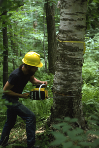 Lee Kauppila ('76 UMass) felling a paper birch tree as part of NSF-URP paper birch biomass and productivity study.