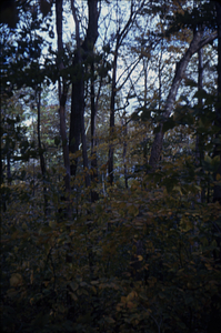 Red oak (Quercus rubra) overstory and beech (Fagus grandifolia) understory in permanent plot 1212.