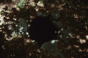 Shepherd's Well close-up.