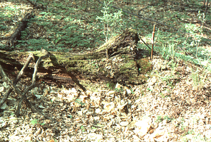 Sugar maple rotting log evidence of September, 1938 hurricane 48 years later.