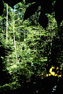 Birch Strips - White Birch Regeneration Study - White Birch Study Area. Strip Treatment Plot 1D. Portrait orientation.