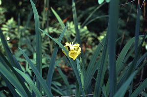Pale yellow iris (Iris pseudacorus) in Buxton Garden site.
