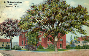 D.M. Gooch School and Tree: Melrose, Mass.