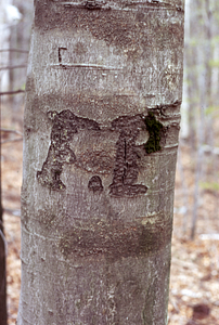 Initials "F.P" on beech (Fagus grandifolia) in permanent plot 1034.