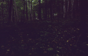 Paper birch regeneration study - Birch Strips. Isolation Strip 3.5 with little undergrowth.