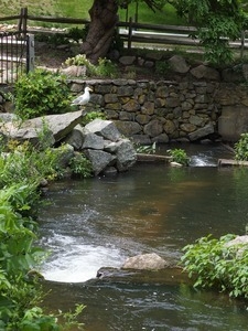 Seagull standing on a rock overlooking the raceway at the Stony Brook Grist Mill and Museum