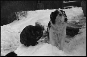 Tortoise shell cat and dog in heavy snow, Montague Farm commune