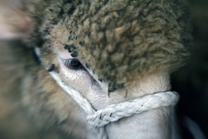 Franklin County Fair: Close-up of a sheep