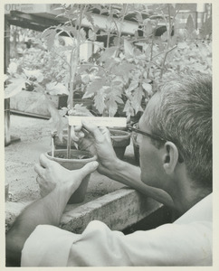 Arthur Gentile in Botany, working with plants