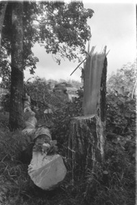 Rubber trees at Xuan Loc sabotaged by the Vietcong.