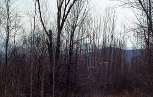 Hay meadow elm now dead.