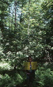 Birch Strips - White Birch Regeneration Study - White Birch Study Area. Strip Treatment Plot 4C. Portrait orientation.