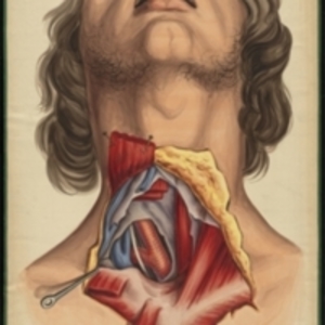 Teaching watercolor of a dissection of the neck showing muscles and blood vessels