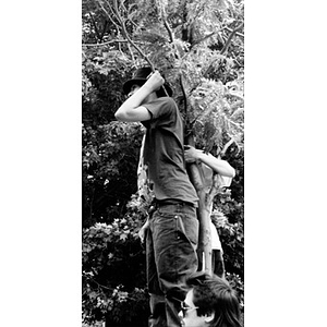 Boys clinging to a tree to get a better view.