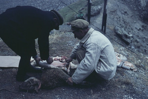 Skinning sheep after the sacrifice on the Georgian Military Highway