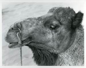 Side portrait of camel