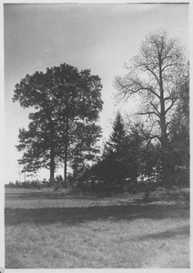 Campus Views, Roads and Walks - Trees