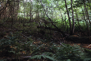 Hay dump-rake {Walter A. Wood Co.} in woods southeast of the abandoned strawberry field in Moon Lot / Primmer Farm.