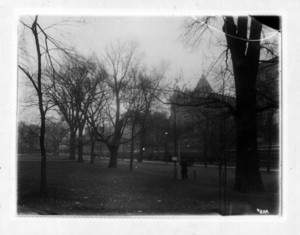 Third row looking north, beginning with tree #219 on Boston Common