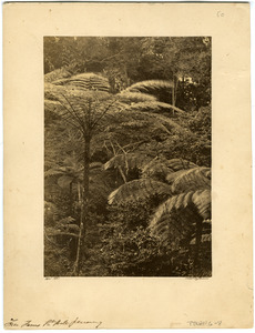 Tree ferns, Gt. Hill, Penang