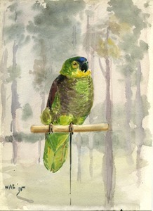 Lyman family pet parrot watercolor