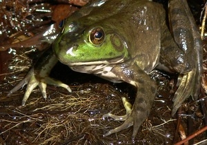 American bullfrog, Wellfleet Bay Wildlife Sanctuary