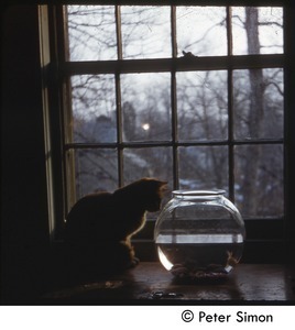 Cat eyeing a goldfish in a fish bowl