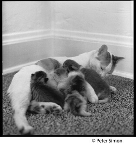 Project cats