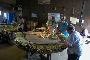 Hibbard Farm: workers at a round table, sorting and bunching asparagus