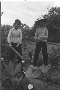 Young female with rubber workers.