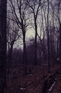 Bill and Norma Reiners in old-age northern hardwoods in Beinecke Stand.