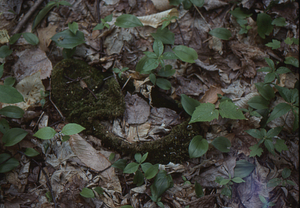 Moss-encrusted deck shoe in Moon Lot-Primmer Farm.