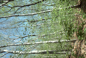 American beech (Fagus grandifolia) understory leafing-out in early May, 1977 in the Beinecke Stand.